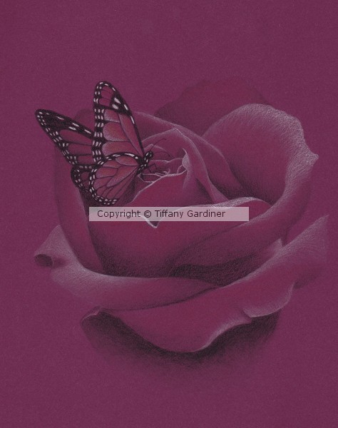 Butterfly on a rose