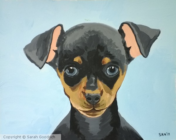 Chihuahua Puppy