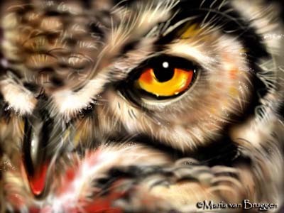 Through Owl's eye