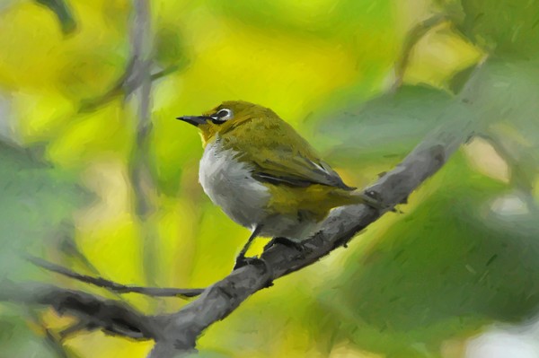 WHITE- EYE  1
