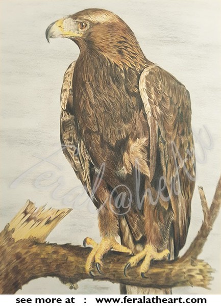 Golden Eagle