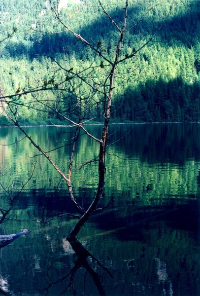 Water Tree