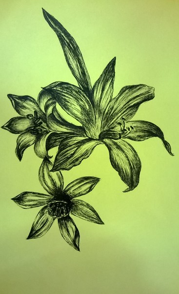 Lily