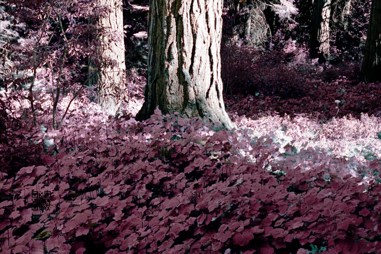 Purple Forest
