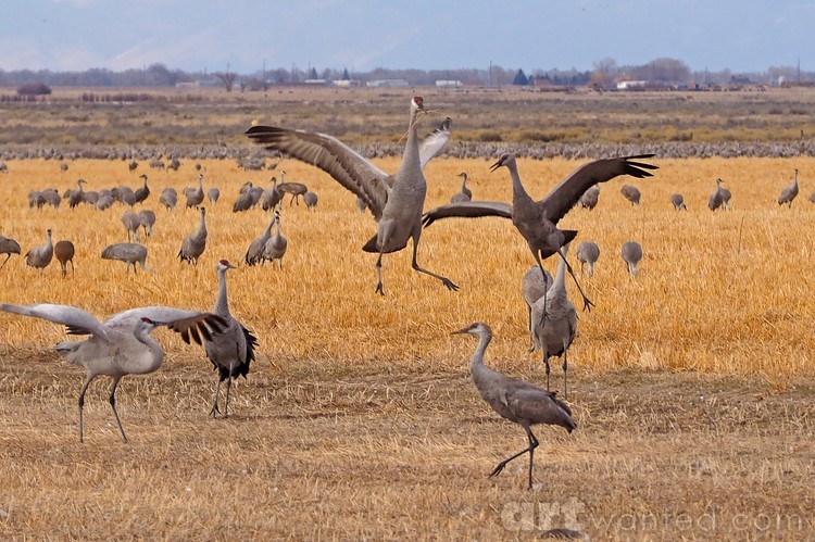 Sandhill Cranes dancing