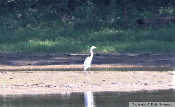 a Bird alone