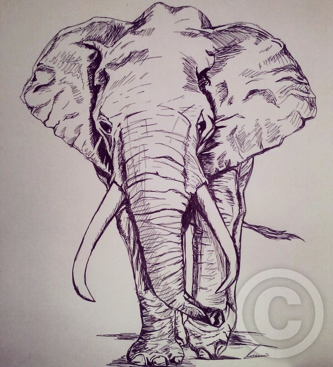 elephant