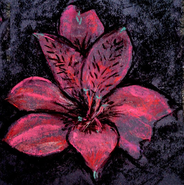 Red Peruvian Lily Drawing