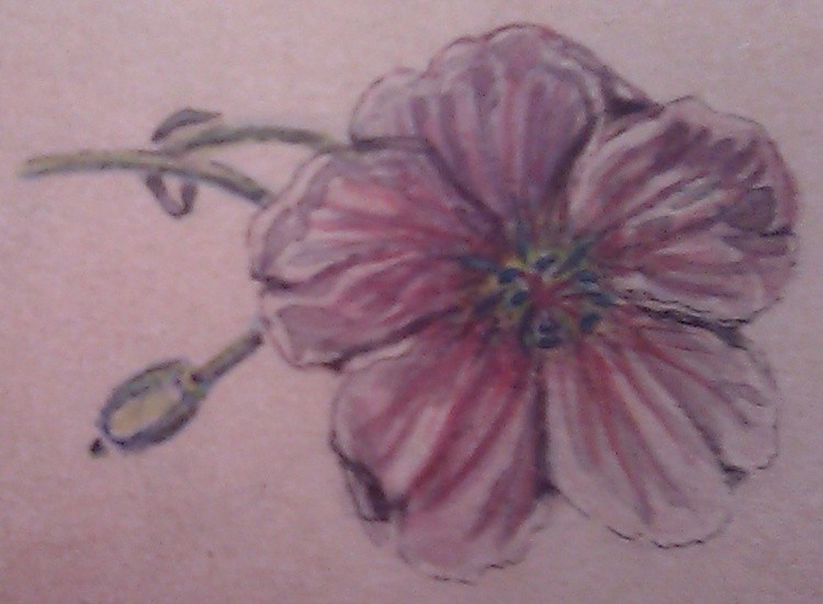 Purple Gleam Poppy Watercolor
