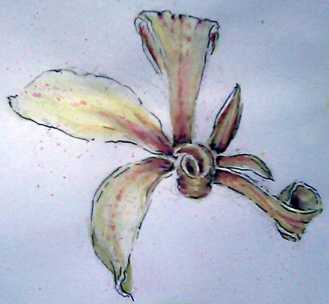 Canna Glauca Watercolor