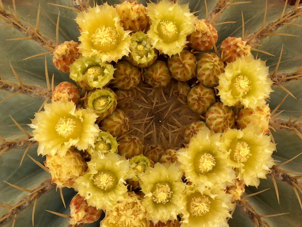 Crown of Thorns