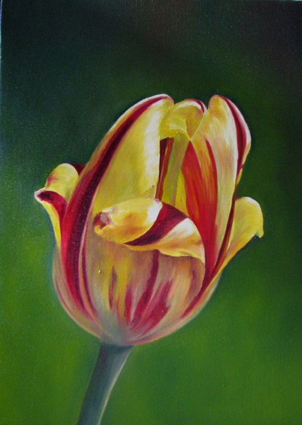 Yellow tulip