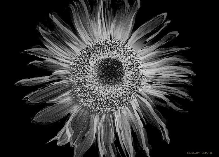Yellow sun flower