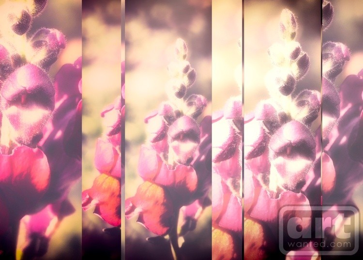 Lupinus Luteus Fuchsia Collage