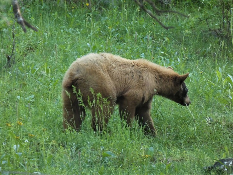 A young Bear 