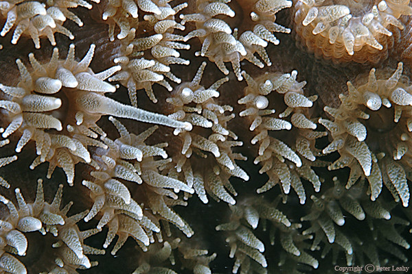 Tenacles of Coral Polyps