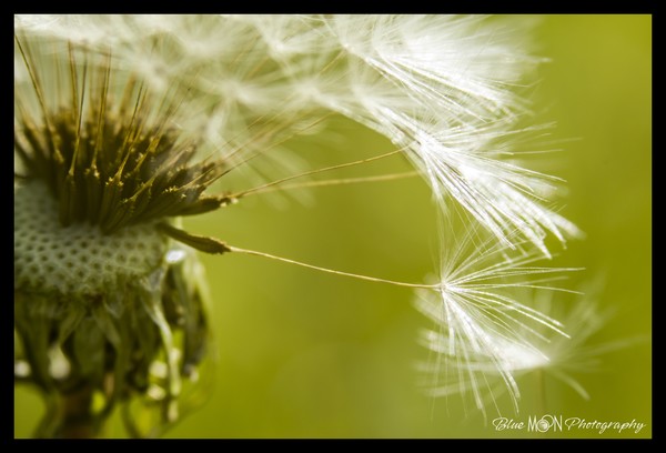 Dandy Dandelion