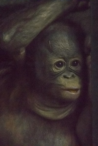 Baby Orangutan 2