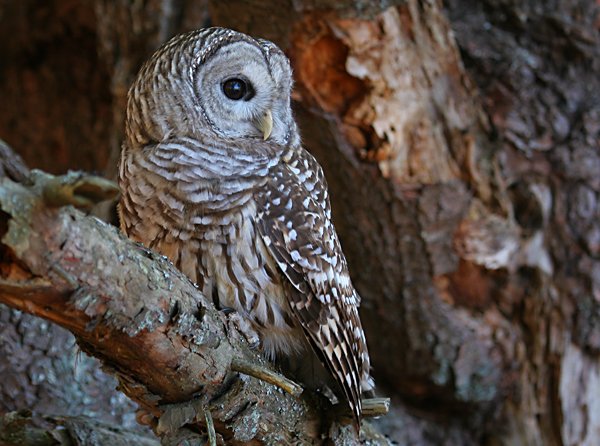 Owls 3
