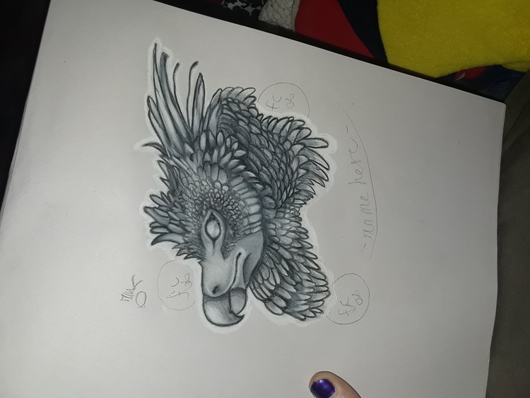Harpy Eagle 