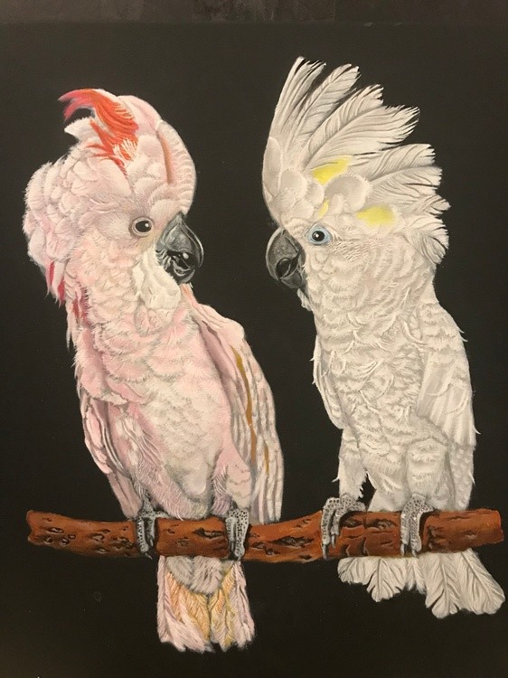 Cockatoos