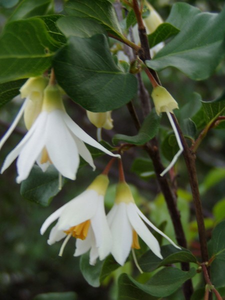 Unknown Wildflower