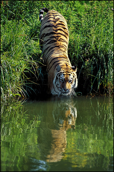 Reflection