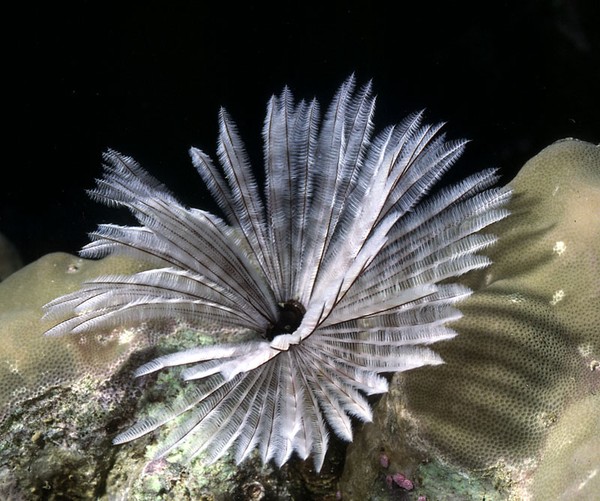 Feather Duster