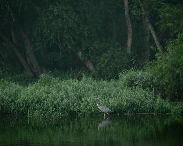 The Morning Hunt