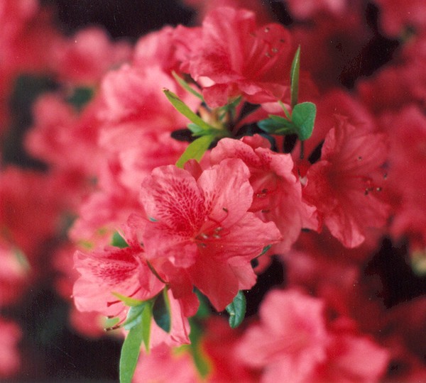 pretty in pink