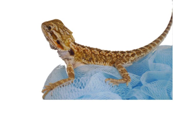 Bonde D our Bearded Dragon 2