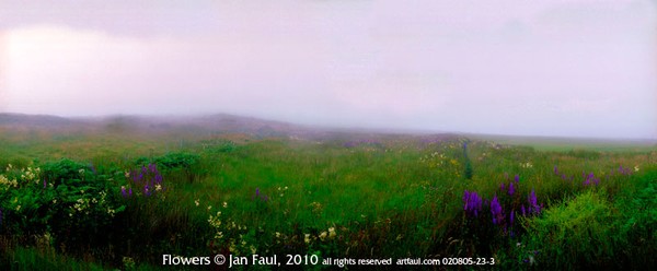 Fog Flowers