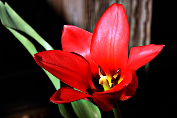 The Big Red Bloom