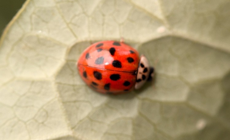 LADYBUG