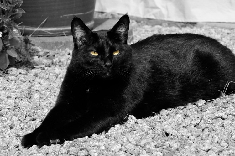 oliver bw copy