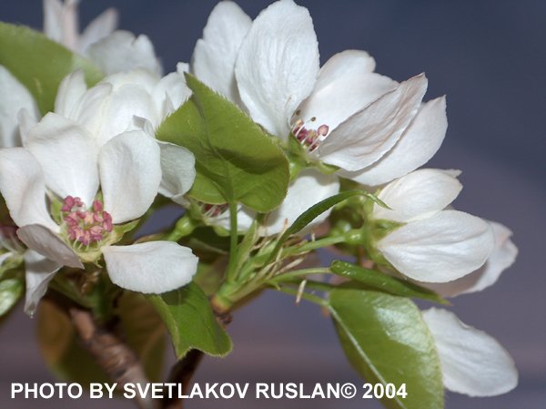 Appletree branch