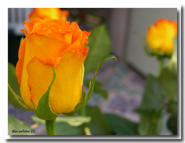 Dreams in Orange