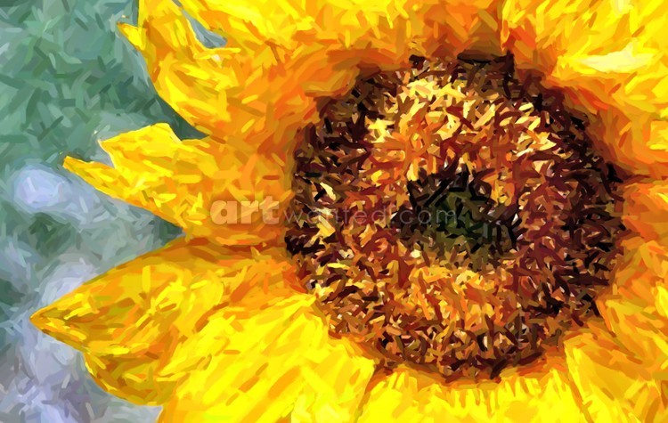 Sunflower 1