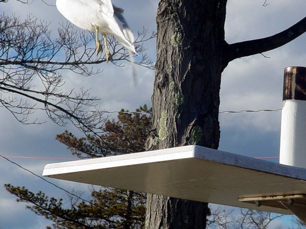 SpringBoarding into Flight