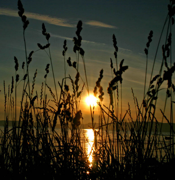 Mid Summer Night Dream