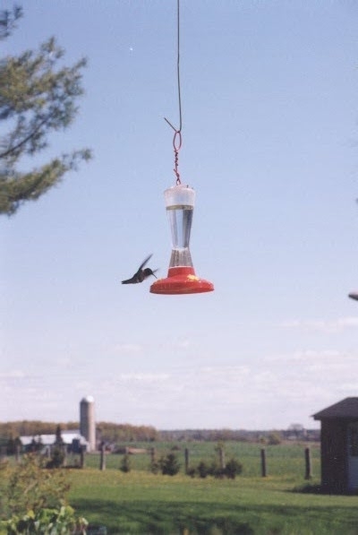 Humming bird