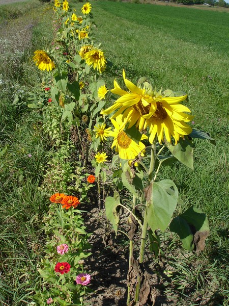 Real Roadside Flowers