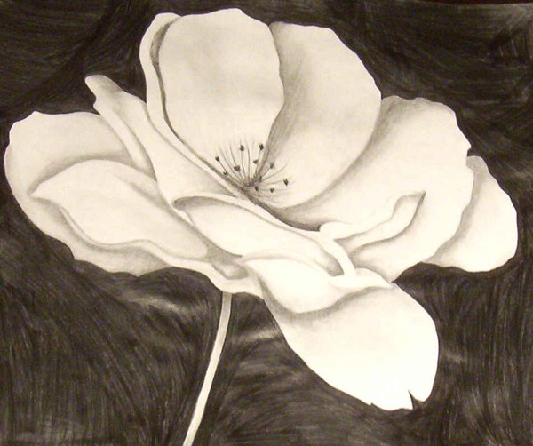 poppy
