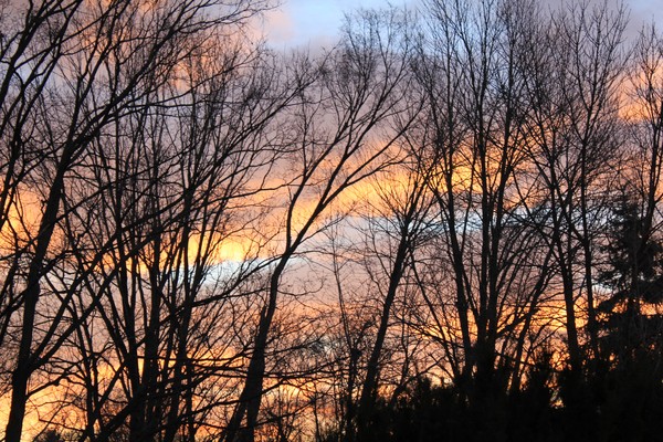 Behind the Trees