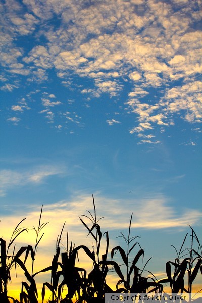 thru the corn