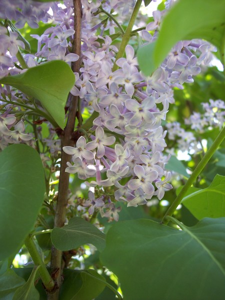 Lilac