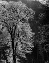 Oak in Yosemite