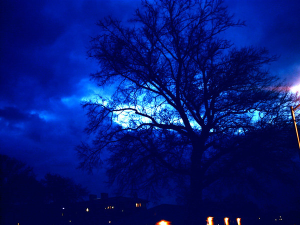 Eerie Tree Morning
