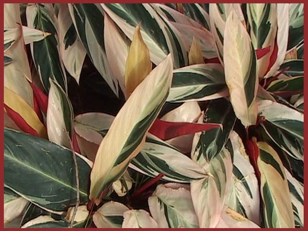 313. Selected Leaves