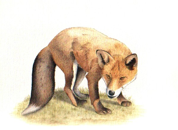 Sly red fox